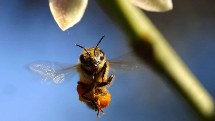 are bees scared of humans