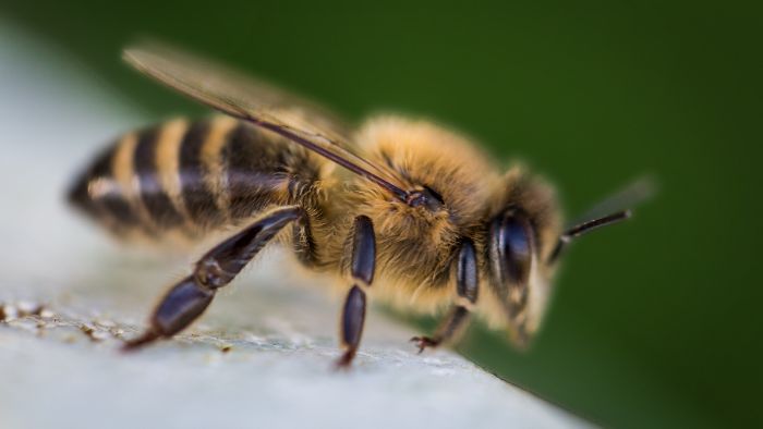  do bees sense fear