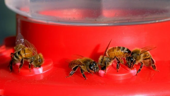 do hummingbird feeders attract bees