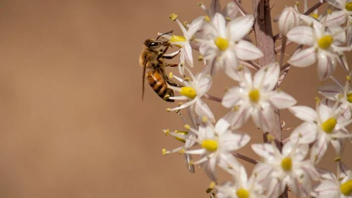do wasps smell fear