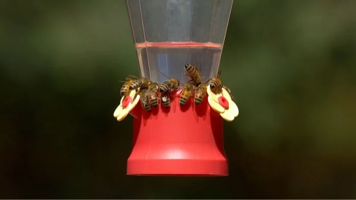 how to keep bees away from hummingbird feeders