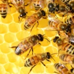 Californian Native Bees Identification