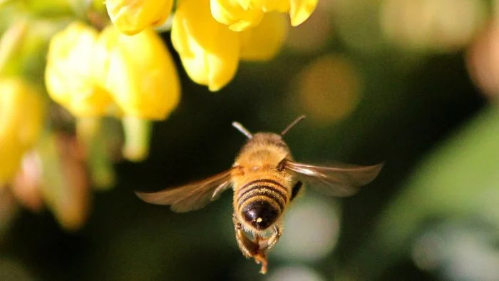 california native bees