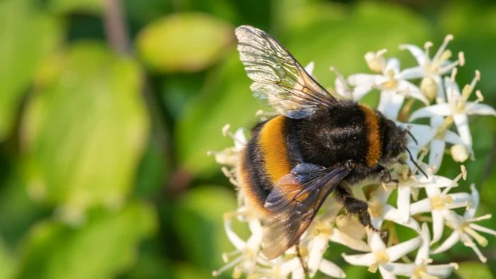 honey bees in california