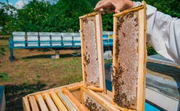 Beekeeper showing beehive frames full of honey