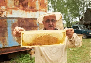 Beekeeper inspecting hive frames with honey