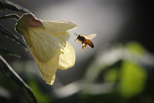 Pollination through Beekeeping on Homesteads