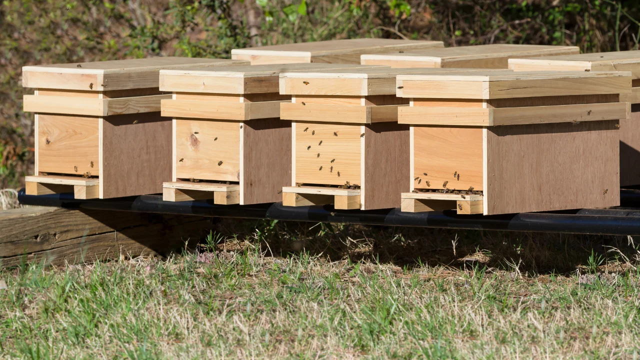 Best Beekeeping Supplies Available