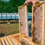 Beekeeper showing beehive frames full of honey